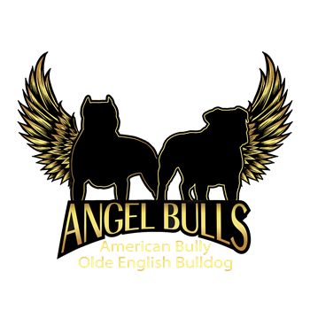 Angel Bulls kennel